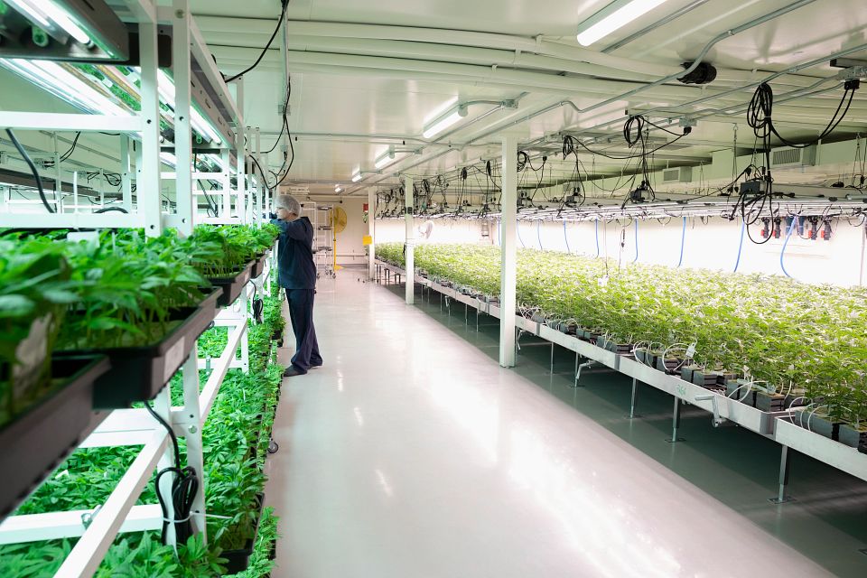Cannabis growing facility