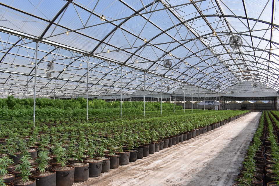 Commercial cannabis growing in a greenhouse.